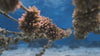 Vidéo d'ambiance de l'association ecologique coral gardeners